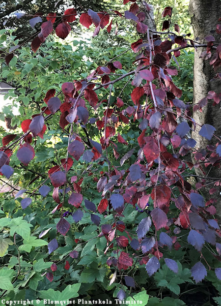 Punakoivu - dvrgrdbjrk - Betula Hekla